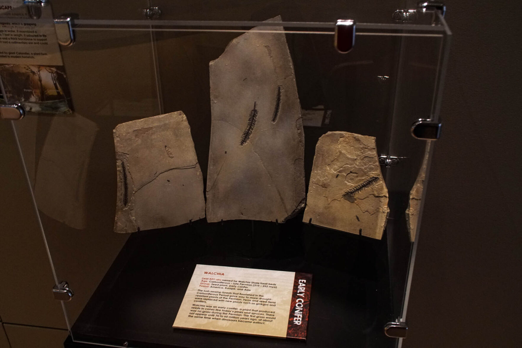 Fossils